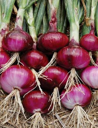 VibeX Red Onion Seed