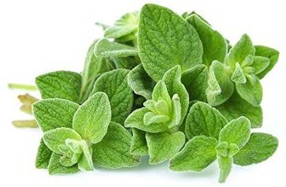 VibeX Oregano Herb Seed