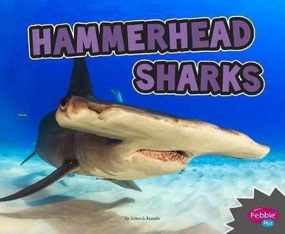 All About Sharks Hammerhead Sharks