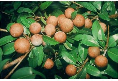 Natural Nursery Chiku Plant