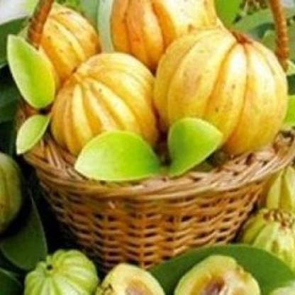 polkaplanet Garcinia Cambogia (kudam puli) SEEDS, VEGETABLE SEEDS, SEEDS Seed
