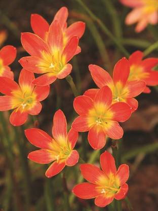 Going Greens Zephyranthes (Rain Lily) Flower Bulbs - Rose Seed