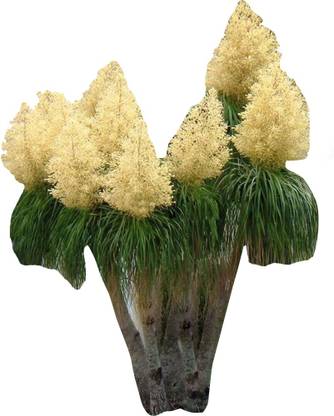 Futaba Exotic Pony Tail Palm Plant Seeds-10Pcs Seed