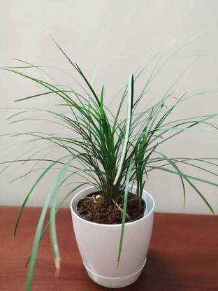 flora persona Green Mondo Grass Ophiopogon Japonicus Live Indoor Outdoor Plant with Pot