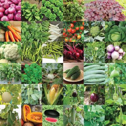 Delhi bazaar Vegetable Seeds Combo Pack, Home and garden combo vegetable combo, Vegetable Seeds or home garden Seed