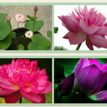 Aero Seeds Water Lily Lotus Flower Seeds Pack of 10 Seed