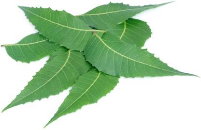 Seekanapalli Organic Neem Leaves (100g) Unflavoured Herbal Tea Pouch