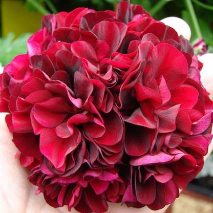 Redoak Dark Red Geranium Pelargonium Seed