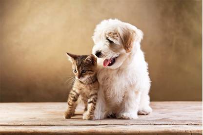 Engaging Cat And Dog Wallpaper Photographic Paper