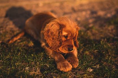 English Cocker Spaniel Dog Photographic Paper