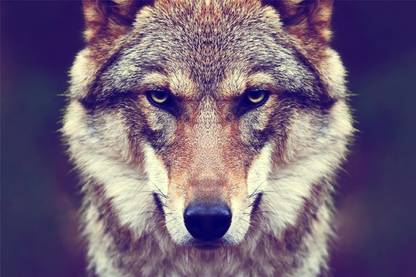 Wolf Wallpaper Photographic Paper