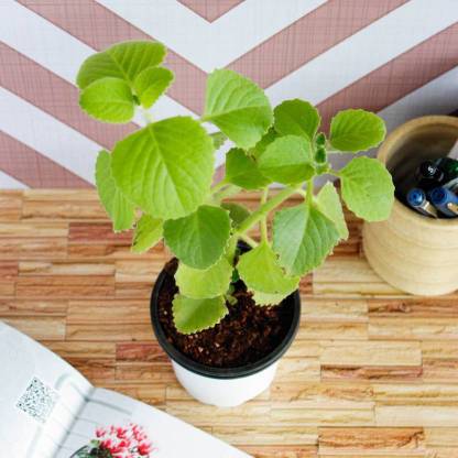 Naurang Ajwain Plant