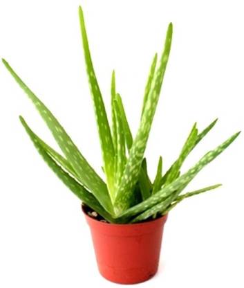 CRAFT WIKI Aloe Vera Plant