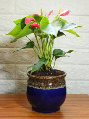Rolling Nature Anthurium Plant