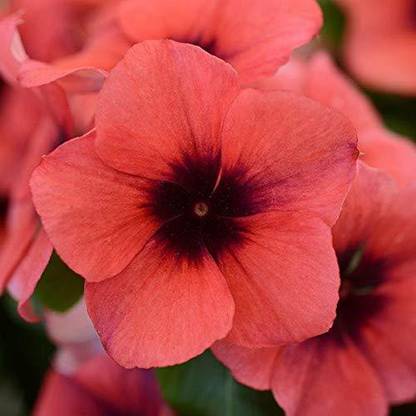 CYBEXIS NBIR-76 - Vinca Tattoo Papaya - (540 Seeds) Seed