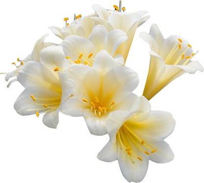 Redoak Clivia- White Seed