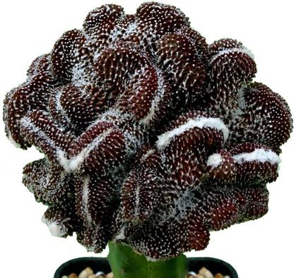 Futaba Conophytum Calculus Rarest Succulent - 10 Pcs Seed