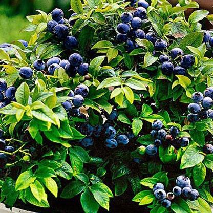 EaglesFord Rare Dwarf Blueberry Fruit Live Plant 1 Healthy (Seedling) Live Plant