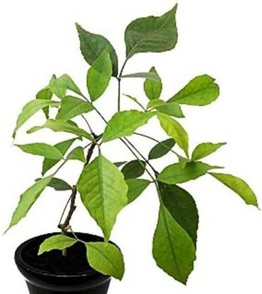 Cloud Farm Bel Plant