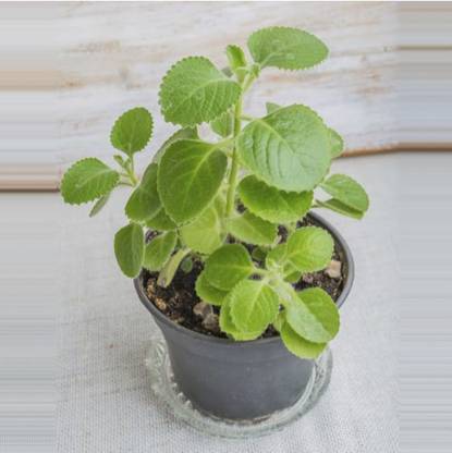 Natural Nursery Ajwain Plant