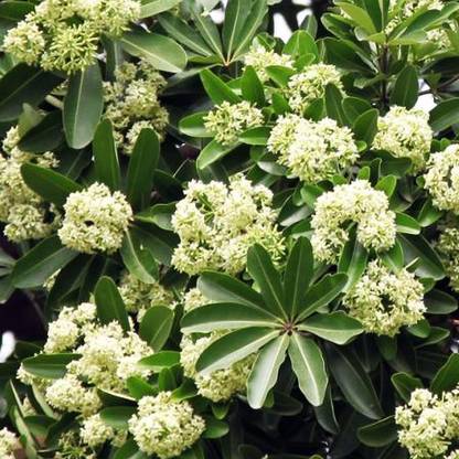 Artful Creature Alstonia Scholaris, Devil Tree plant