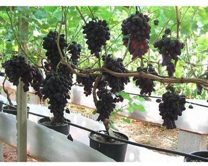 EdensField Grapes Plant