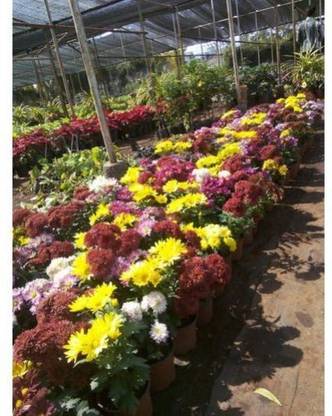 EaglesFord -Guldaudi Flower Plant