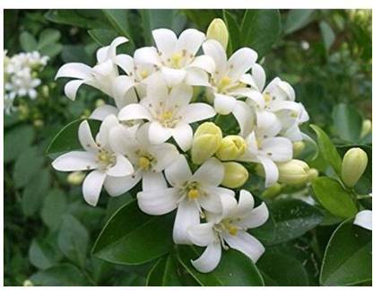 EaglesFord -Jasmine Live