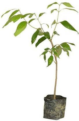 JR GLOBLE Bay Leaf Plant