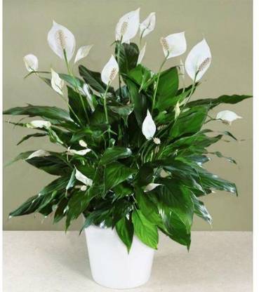 EaglesFord Peace Lily Plant