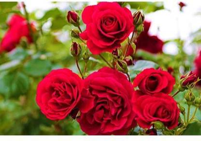 The Nursery Rose Plant