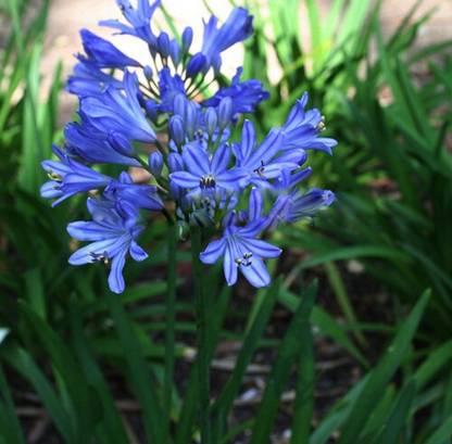 Nema Clivia seeds - Blue - 10 Pcs Seed