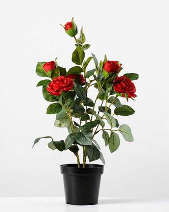 khushboo Rose Plant