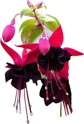 Redoak Fuchsia Flower-Pink And Black Seed