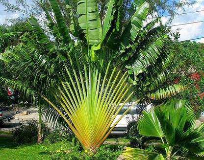 Nema Ravenala madagascariensis Travelers Palm Seed