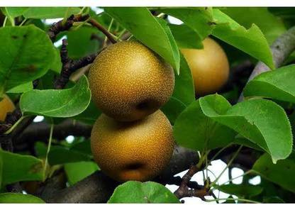 FRESHO brand excotic Asian Pear Tree01 vegetables hybrid seeds Seed