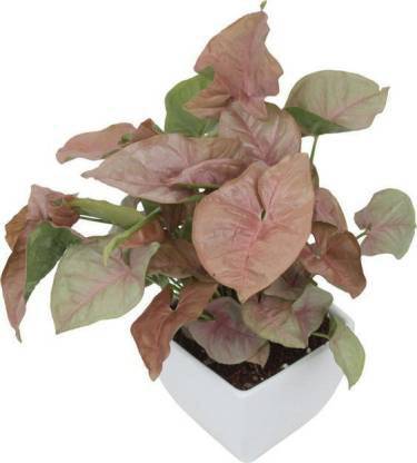 Vamsha Nature Care Syngonium Plant