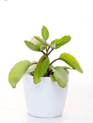 EdensField Bryophyllum Pinnatum/Patharchatta Plant