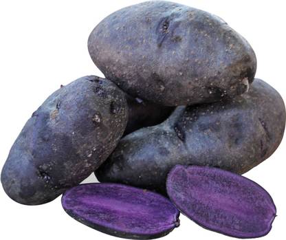 Redoak Purple Potato Vegetable Seed