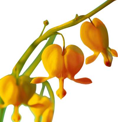 Futaba Dicentra Spectabilis Heart Shaped Flower - Yellow - 100 Pcs Seed