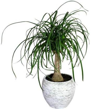FAUJI KI DUKAN PARDESIA PONYTAIL PALM TREE