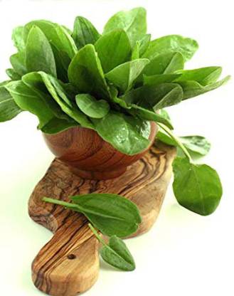 Airex Sorrel (Green Leaf) Microgreen Seeds - Pack Of AVG 30 - 50 Seeds x 8 Packet Seed