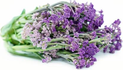 Antier Cauliflower (Purple Sprouting Leaf) Microgreen Seeds Seed