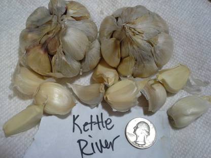 Green India Seeds brand excotic Garlic 'Pskem River vegetables hybrid seeds Seed