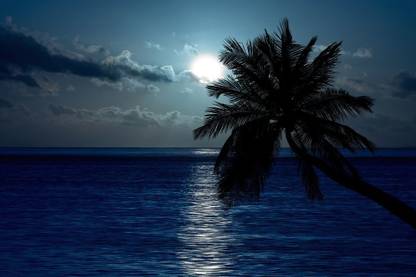 Full moon with palm tree |moon quotes|wall poster Paper Print