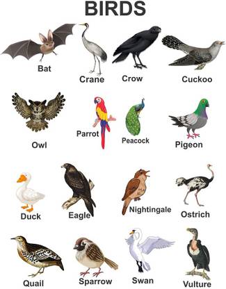 Littlebuds 80 cm Birds Removable Sticker