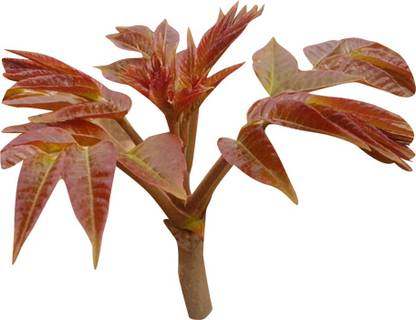 Redoak Toona Sinensis Vegetable Seed