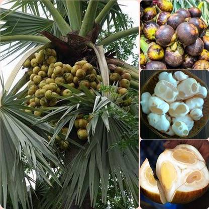 SHOP 360 GARDEN Rare Borassus flabellifer / Doub palm / Palmyra palm / Tala palm / Toddy palm / Ice apple palm / Lontar palm / Talauriksha palm / Rontar palm tree seeds - Pack of 1 big seed Seed