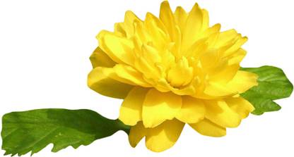 Redoak Rare Kerria Japonica Flower Seeds- Yellow -50Pcs Seed