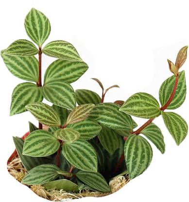 Futaba Peperomia Tetragona Flower -100pcs Seed